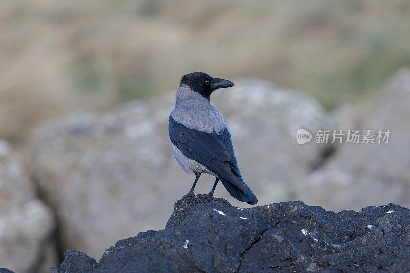 冠鸦(Corvus cornix)